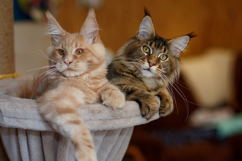 Retrato de dos lindos gatitos Maine Coon rayados, rojos y grises, acostados en un soporte de juego.