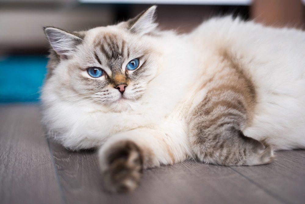 Gato Ragdoll acostado en el suelo de madera.