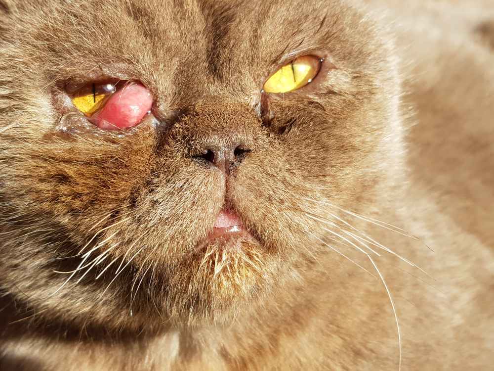 Primer plano de la cara de un gato británico enfermo. Prolapso del siglo III, prolapso de la glándula lagrimal