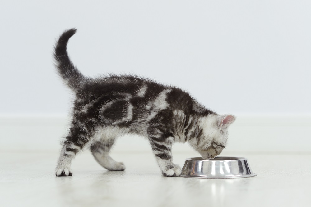 Gatito atigrado come de un cuenco de plata