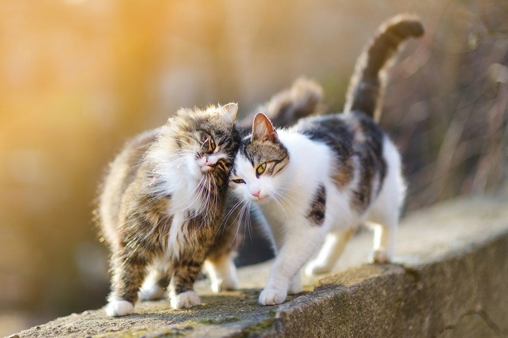 Dos gatos amigables