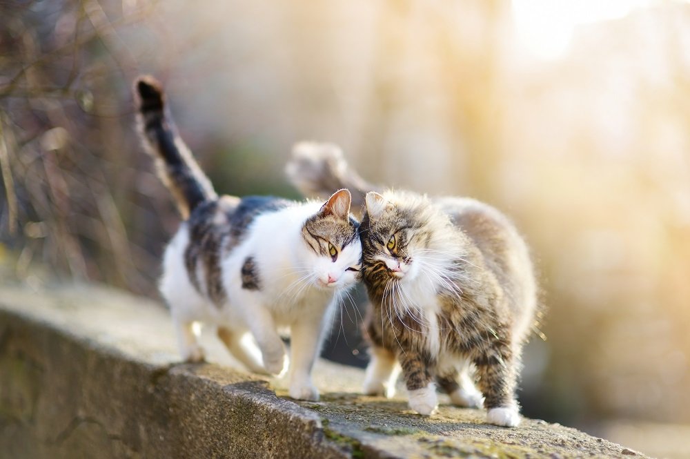 Dos gatos caminan a lo largo de una pared mientras se frotan la cabeza.