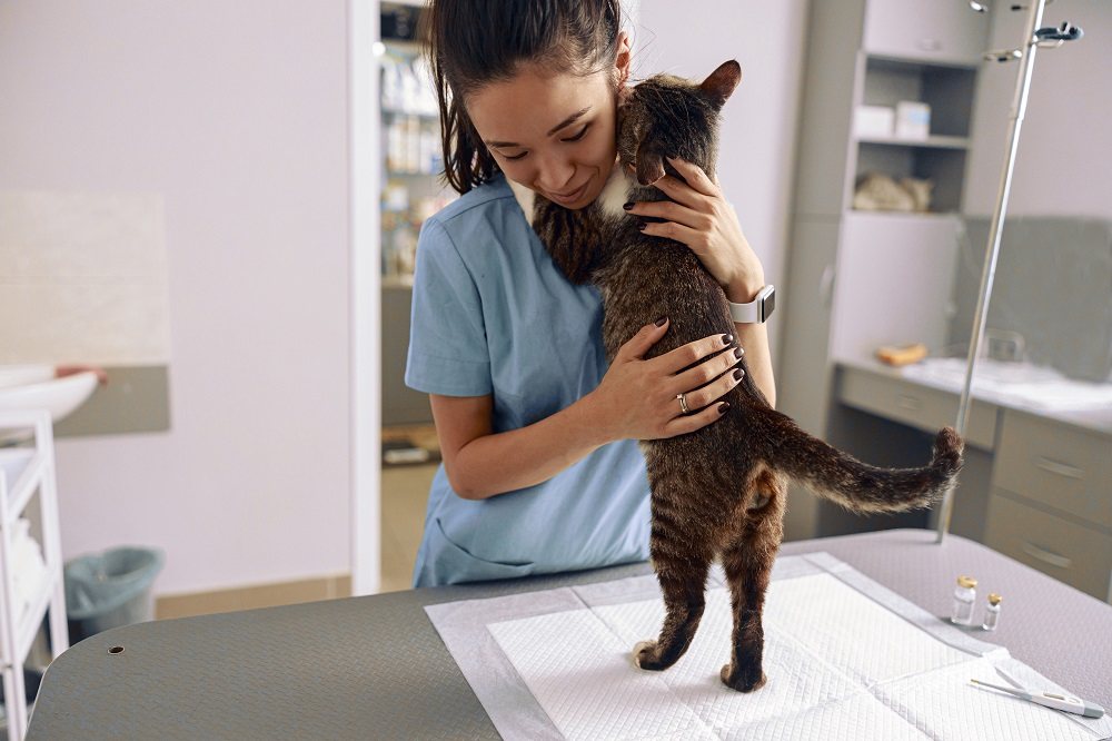 Gato abrazando al veterinario con sus patas sobre sus hombros en la mesa de examen