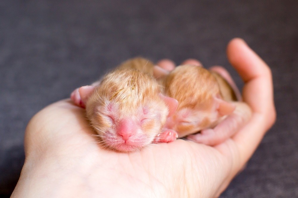 Un pequeño gatito recién nacido en manos de una persona.