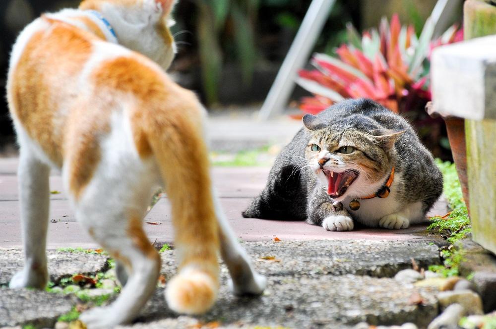 Gato atigrado silbando a un gato pelirrojo y blanco que se acerca