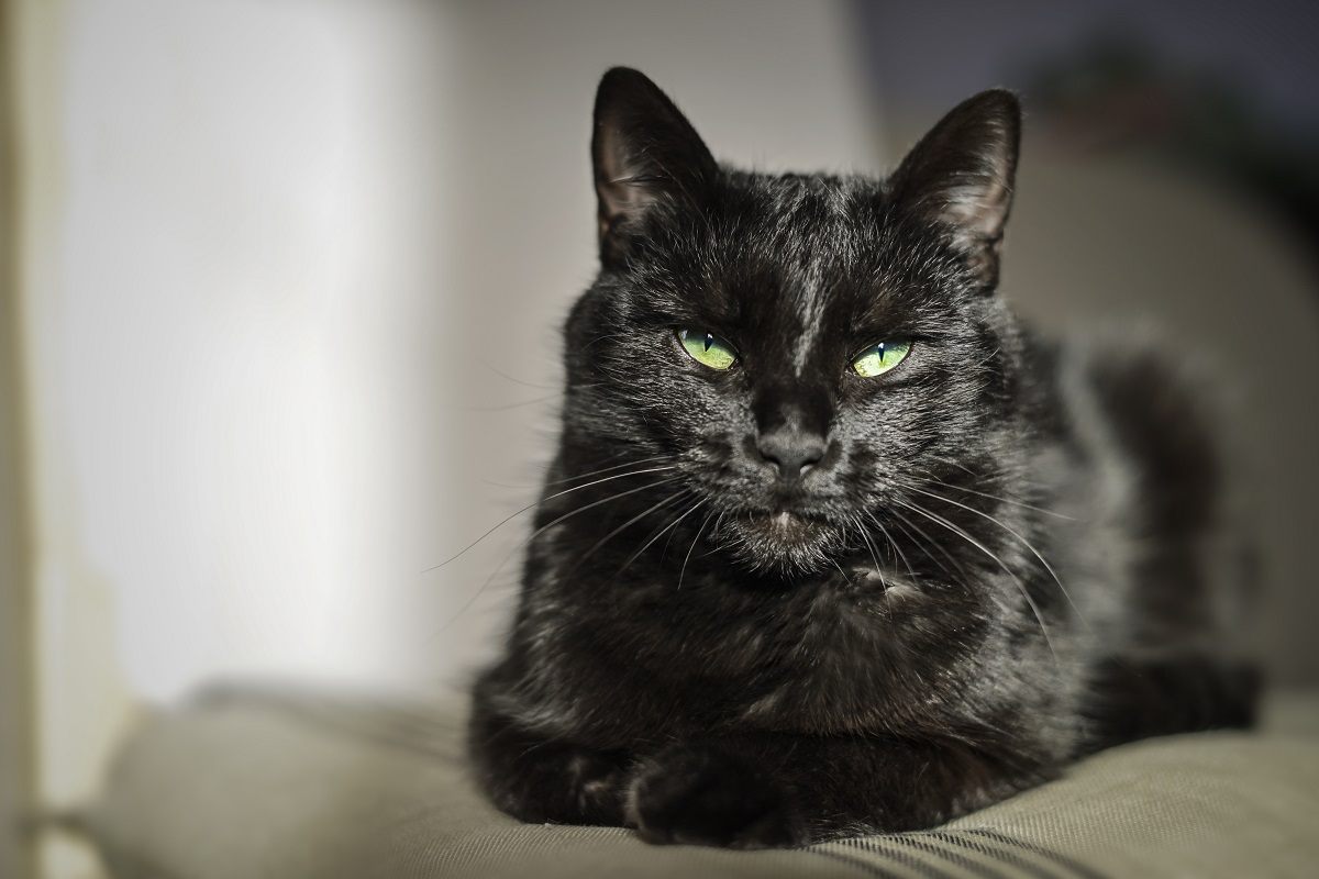 gato negro con ojos verdes