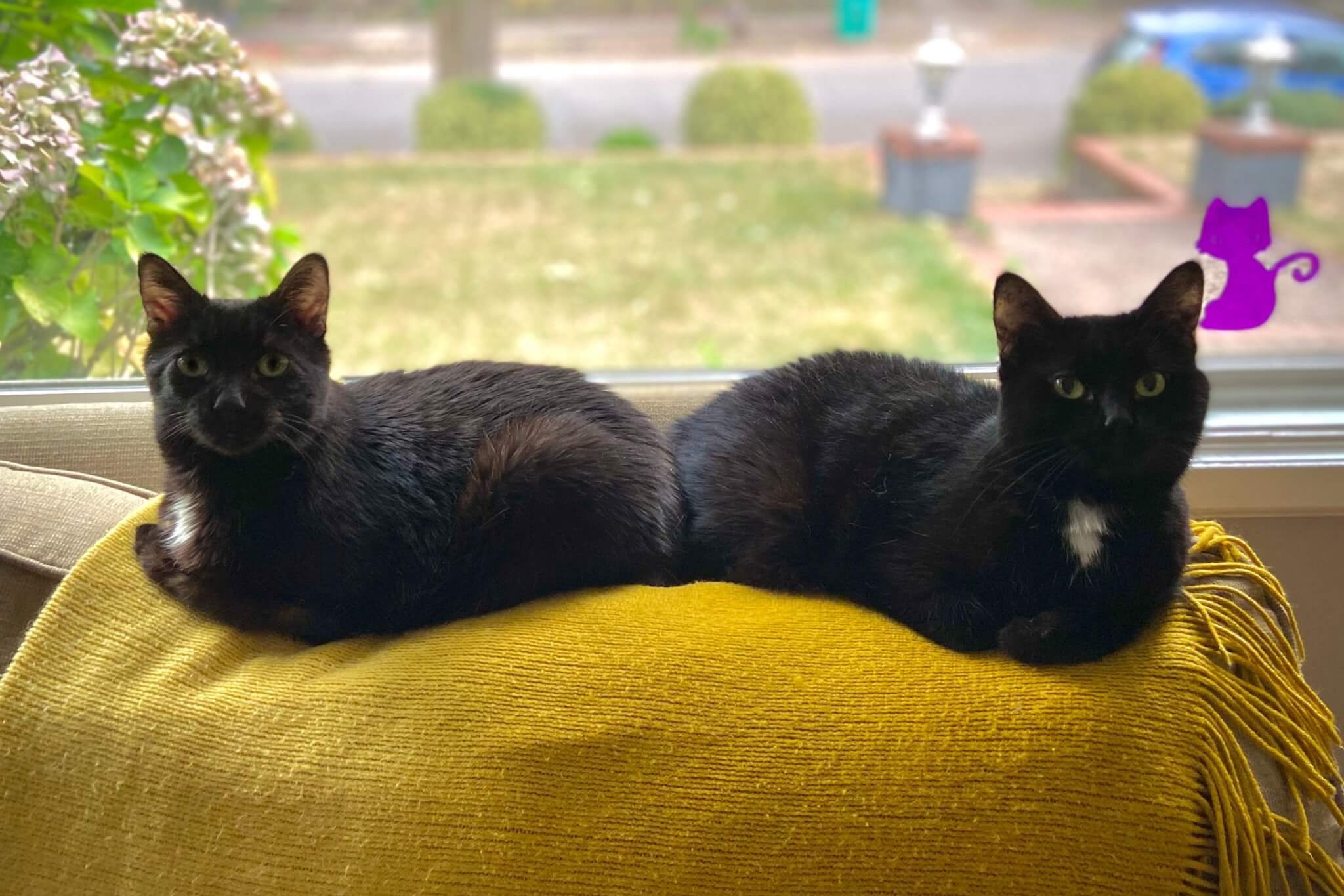 Dos gatos negros se sientan en un sofá uno al lado del otro.