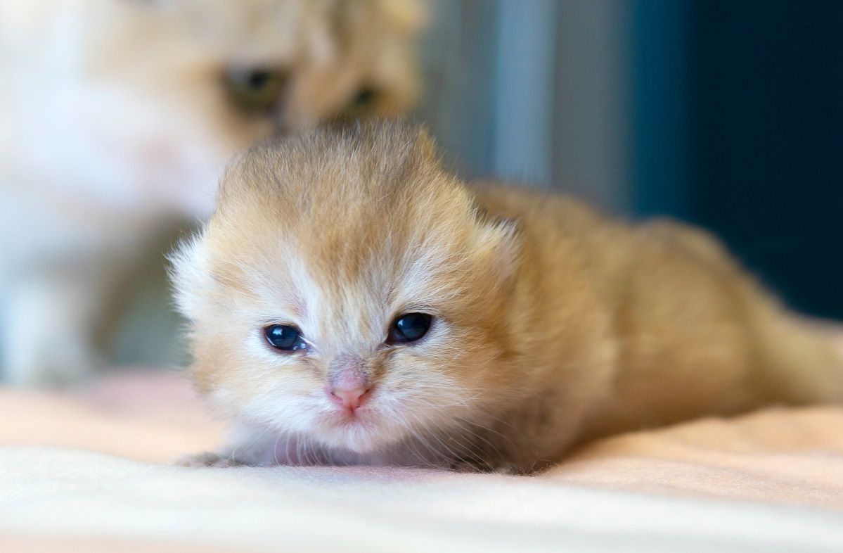 Gatito de una semana que acaba de abrir los ojos.