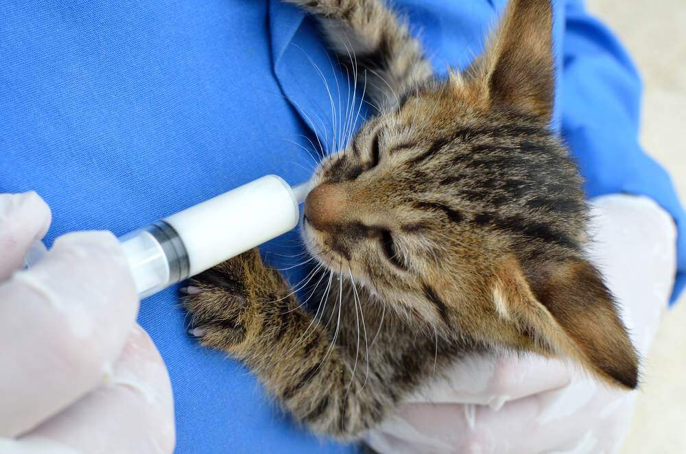 Persona alimentando con biberón a un gatito pequeño