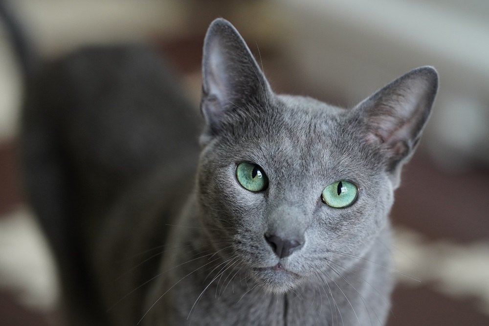 Gato azul ruso, linda mascota animal.