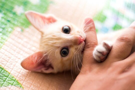 8 consejos para evitar que tu gatito muerda