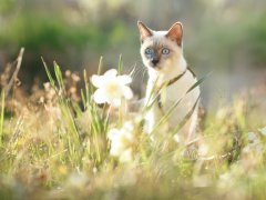 Cat outside in grass staring at white flower