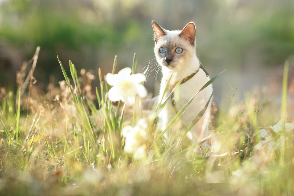 Gato afuera en el césped mirando una flor blanca