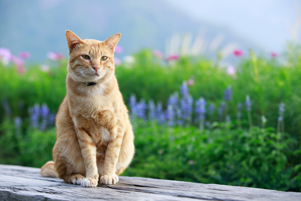 Gato naranja sentado sobre madera con flores azules y rosas de fondo