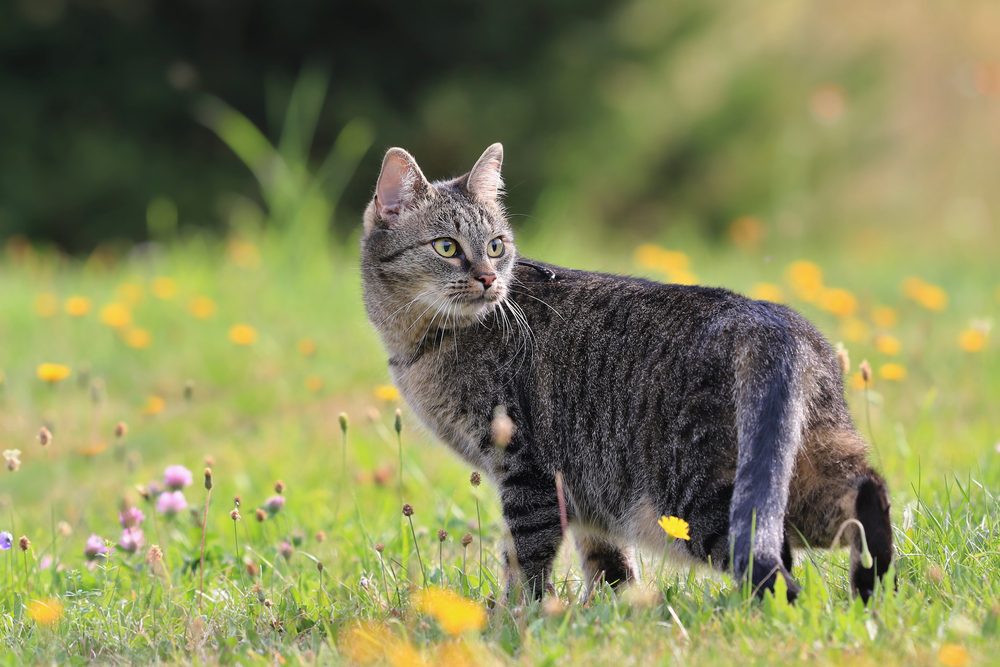 Gato atigrado mirando hacia atrás en un prado