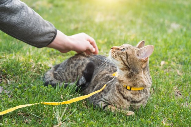 75 nombres de gatos con temática de verano y significados