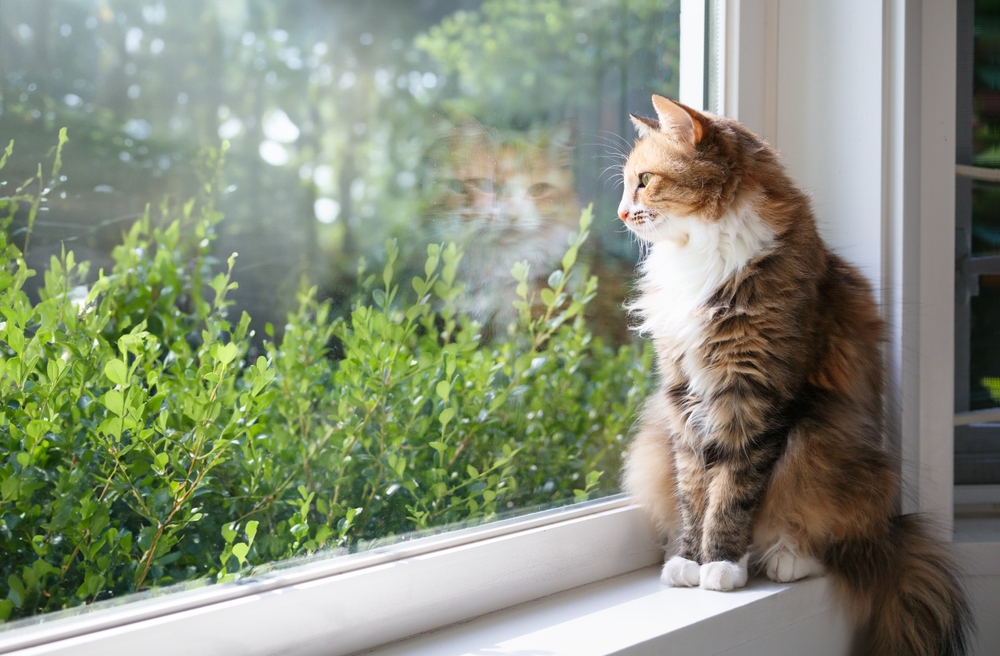 Gato sentado en el alféizar de la ventana mirando los arbustos y árboles verdes.