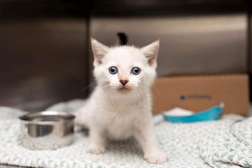 Pequeño gatito en una manta