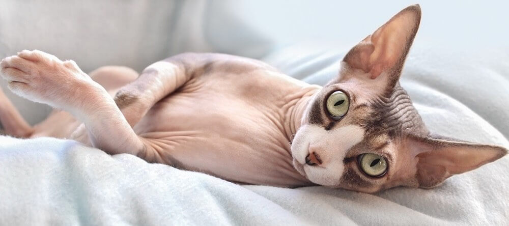 Un gato Sphynx con algunas marcas oscuras yace sobre una manta gris claro.