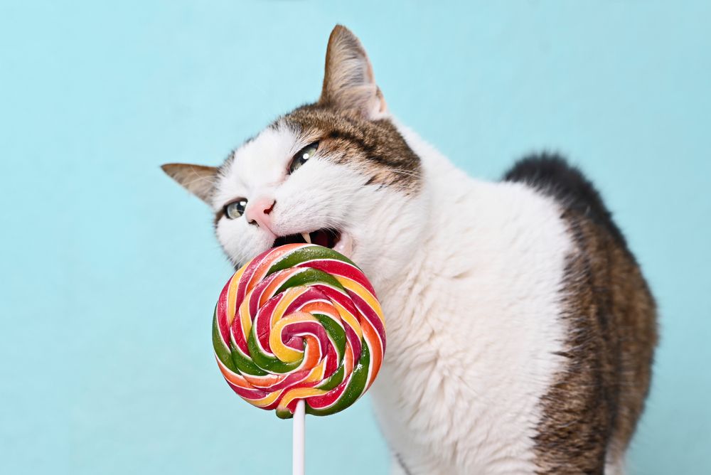 Un gato marrón y blanco lamiendo una piruleta.