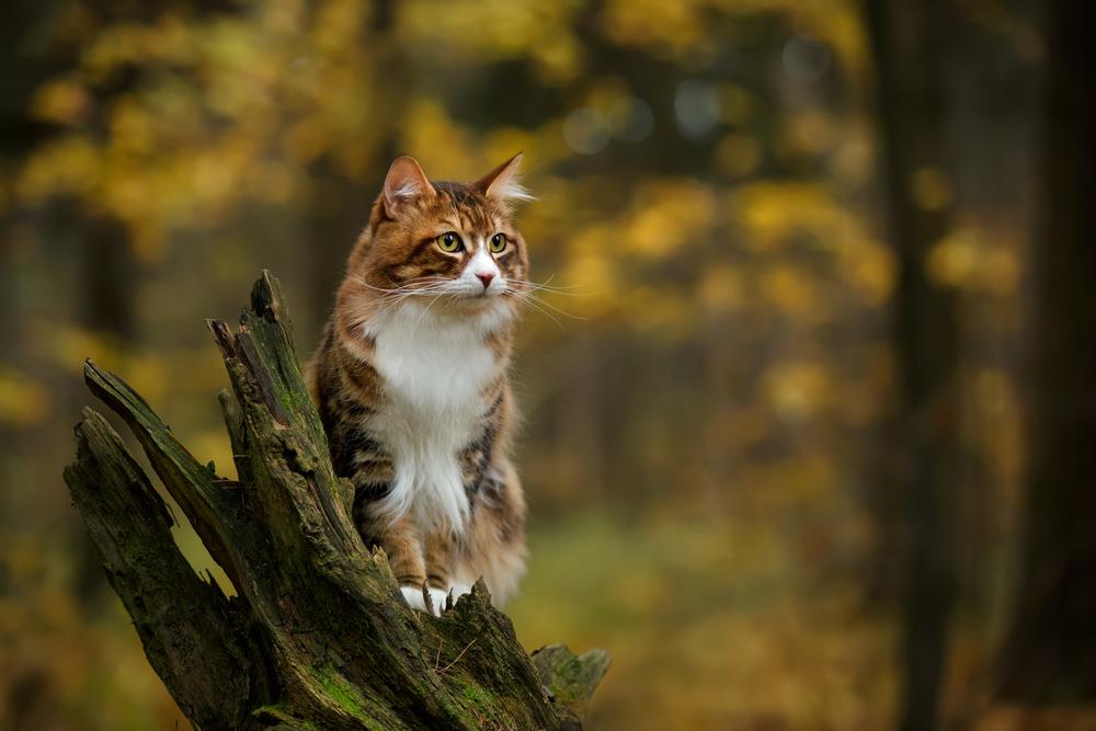 Un gato marrón y blanco está sentado encima de un árbol roto.