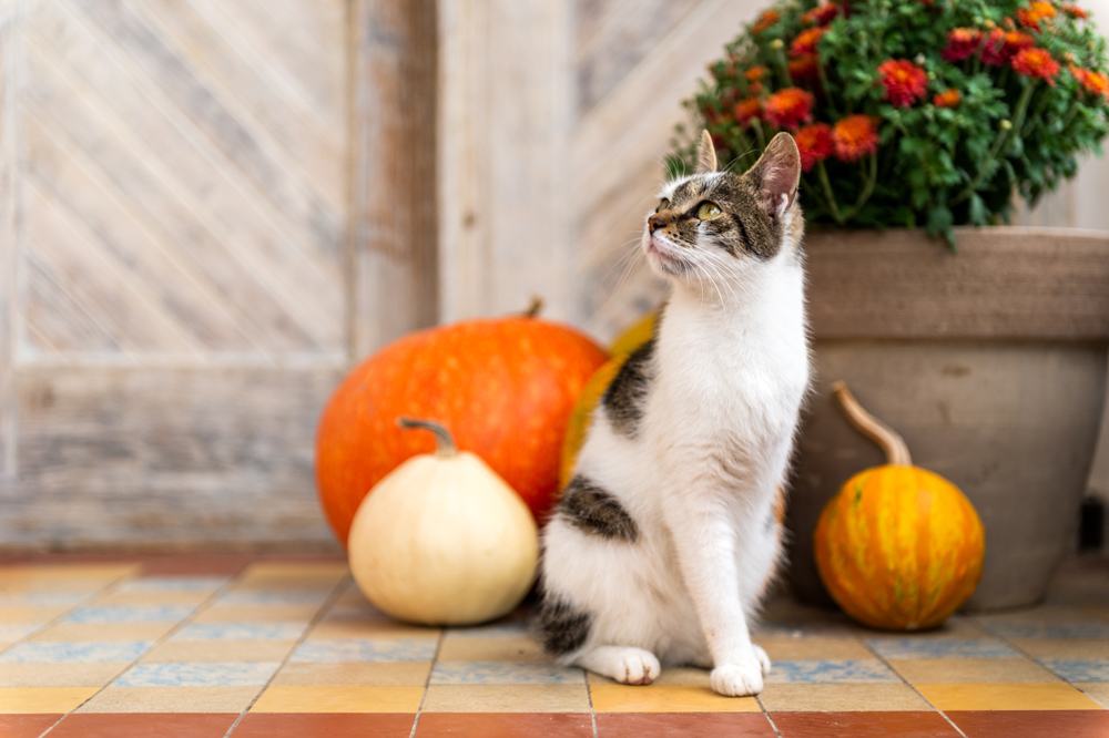 Un gato marrón y blanco al que le falta una pata delantera se sienta en un porche con calabazas en el fondo.