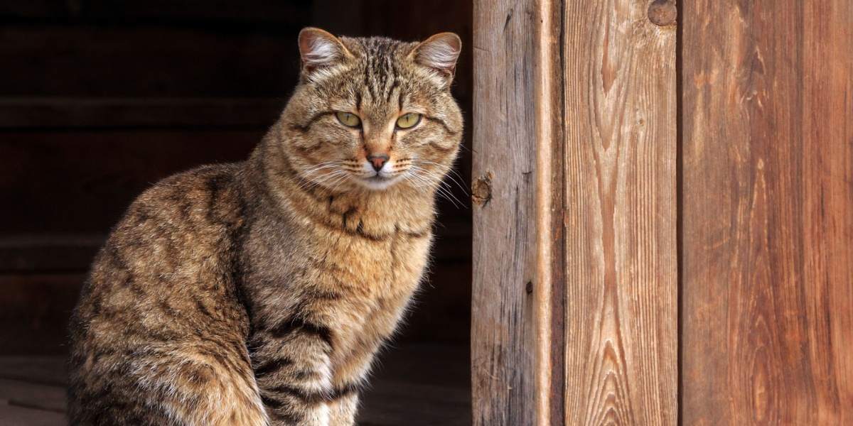 Un gato atigrado marrón se sienta en la puerta de un granero.