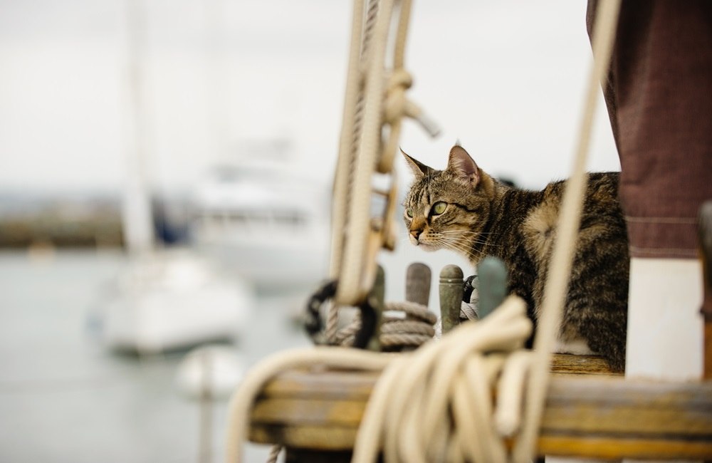 Un gato atigrado de color marrón se encuentra en un velero.