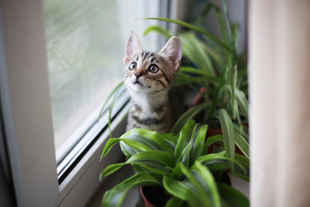 Un gatito atigrado marrón se sienta en el alféizar de una ventana rodeado de plantas de interior.