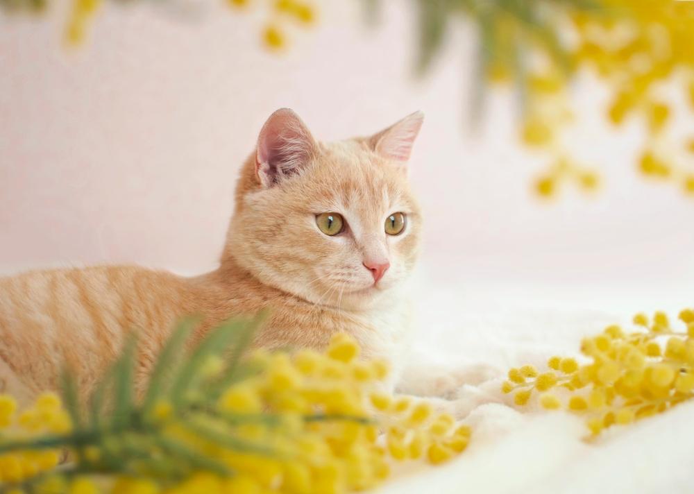 Un gato atigrado de color beige se sienta con flores amarillas.