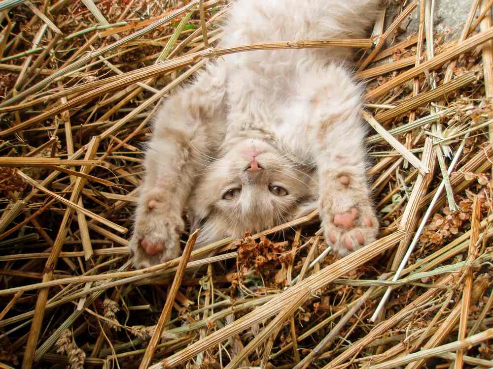 Un gato atigrado de color crema yace boca arriba sobre un montón de paja con sus patas delanteras estiradas sobre su cabeza.