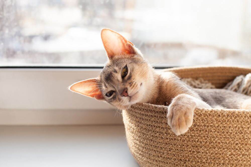 Un gatito abisinio gris yace en una cesta en el alféizar de una ventana.