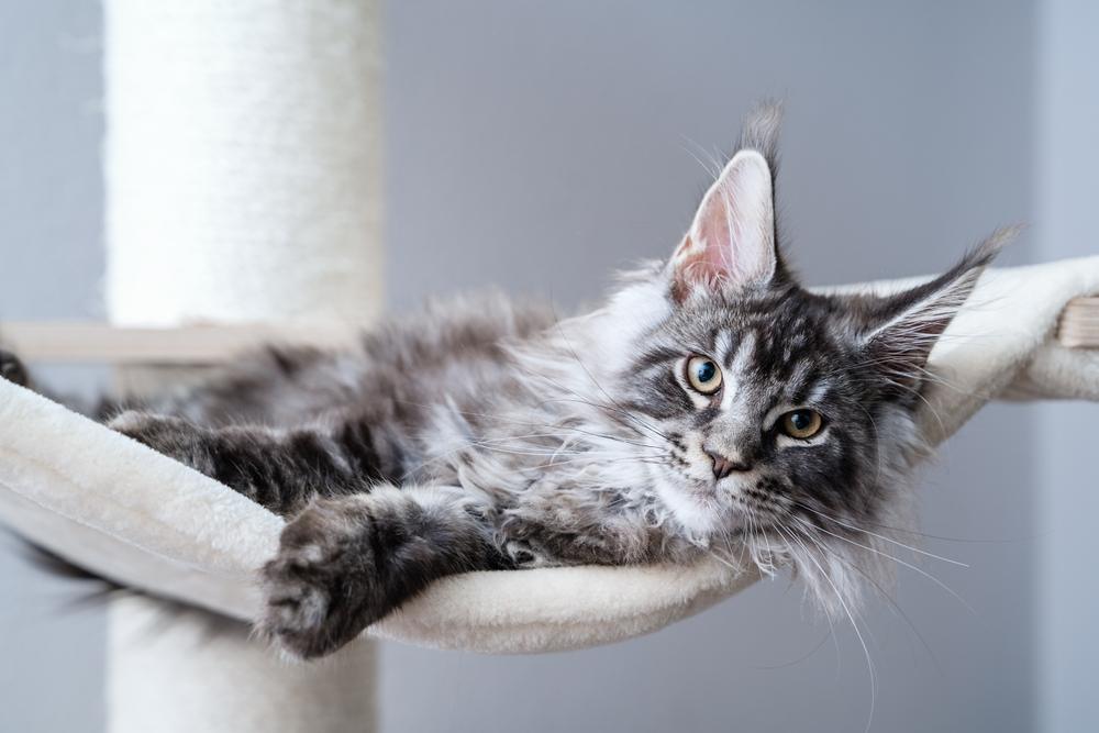 Un Maine Coon gris descansa en una hamaca para gatos