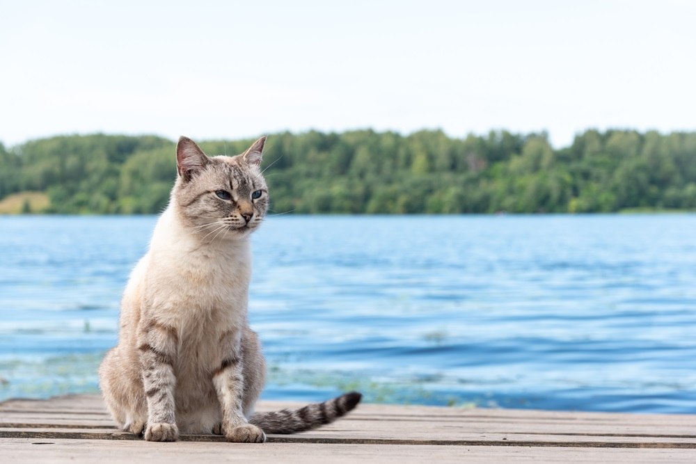 Un gato gris y blanco se sienta en una terraza cerca del agua.