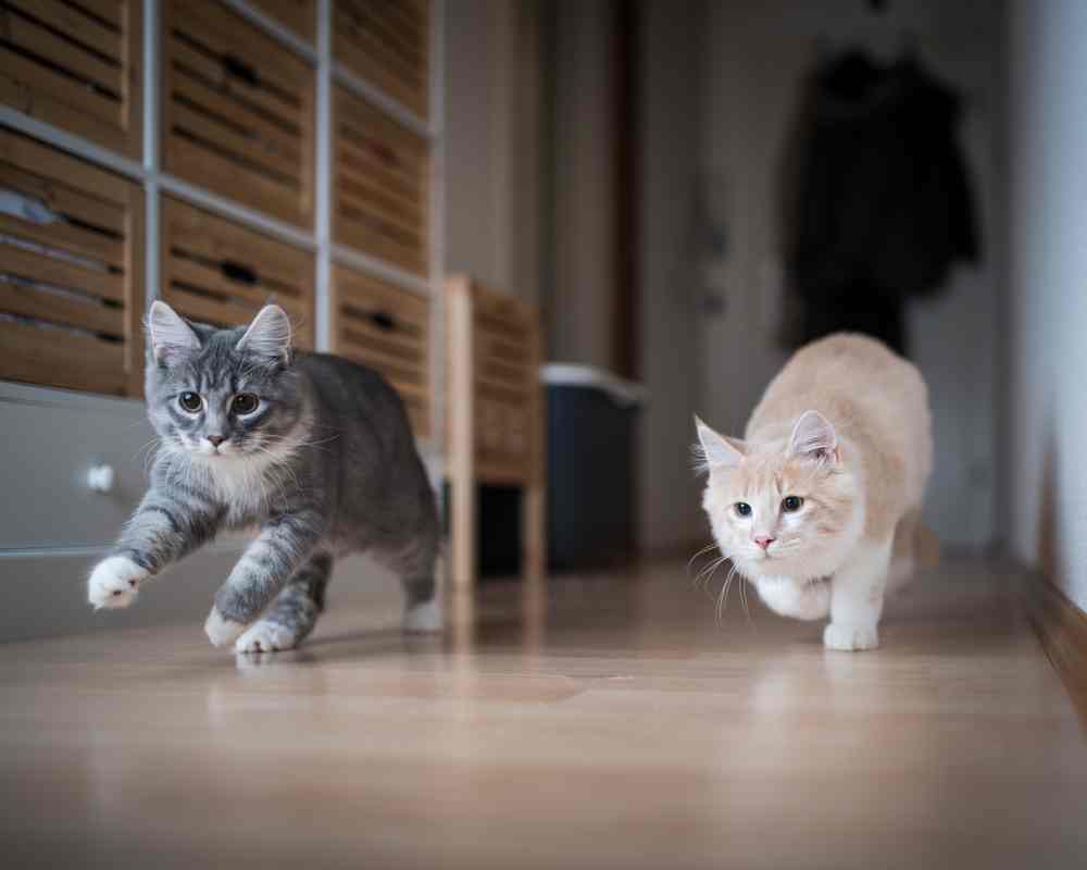 Un gato gris y un gato color crema persiguen un juguete a través del piso de madera.