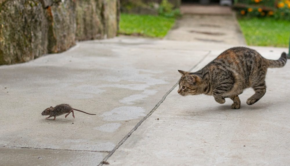 Un gato atigrado gris persiguiendo un ratón al aire libre.