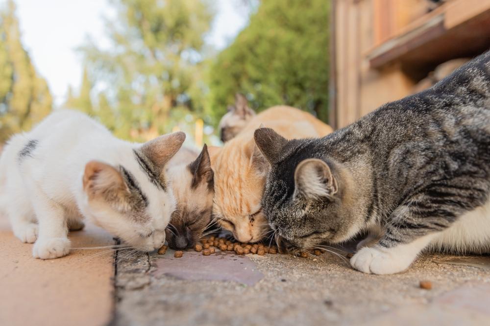 Un grupo de cuatro gatos comiendo juntos en la calle.