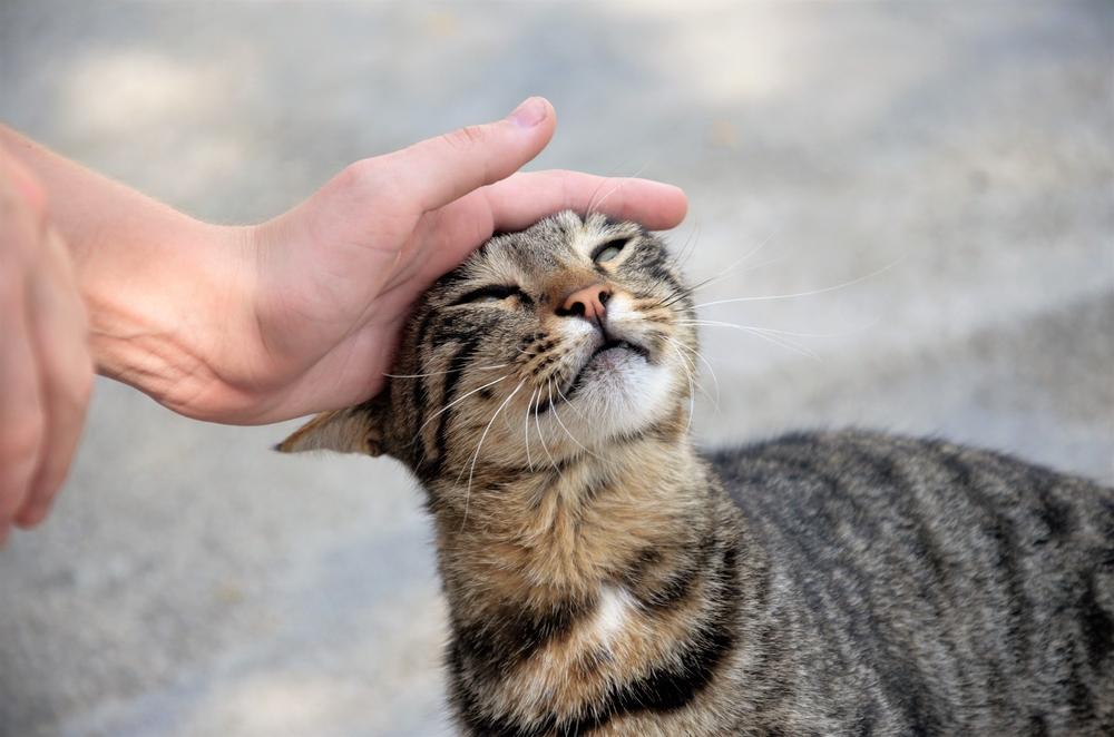 Un gato atigrado marrón feliz en la calle, metiendo su cabeza en la mano de alguien.