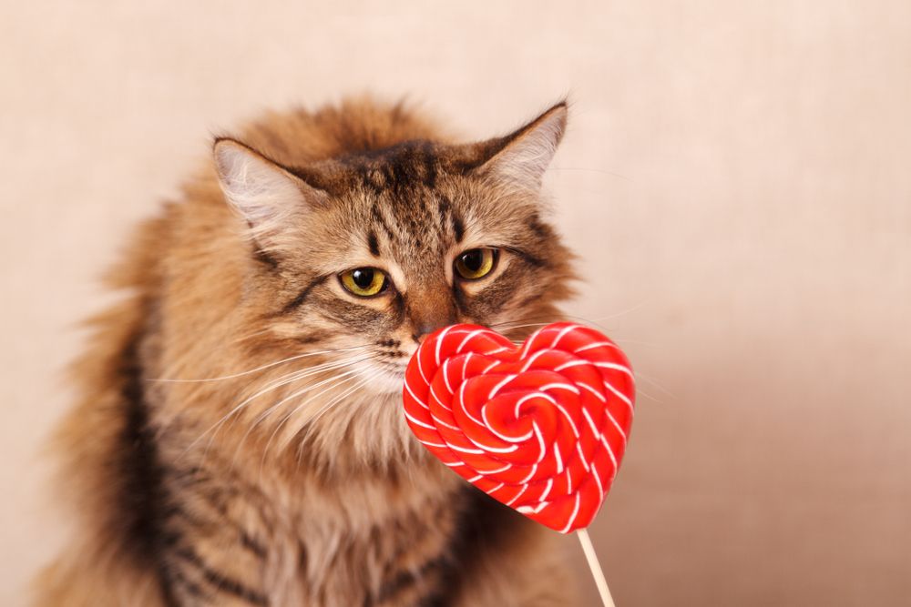 Un gato marrón de pelo largo olfateando una piruleta con forma de corazón