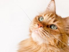 A long-haired orange cat looks up with gentle eyes