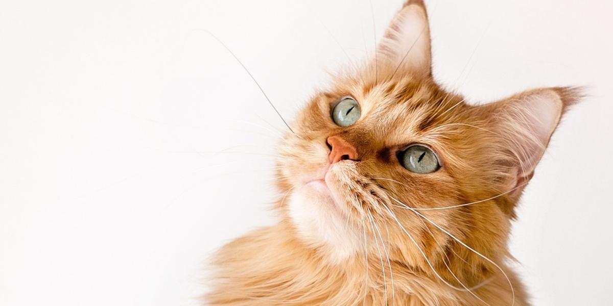 Un gato naranja de pelo largo mira hacia arriba con ojos gentiles.