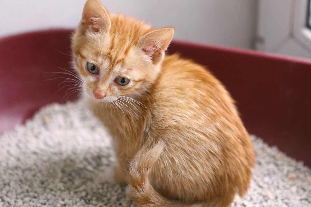 Un pequeño gatito naranja sentado en una caja de arena roja.