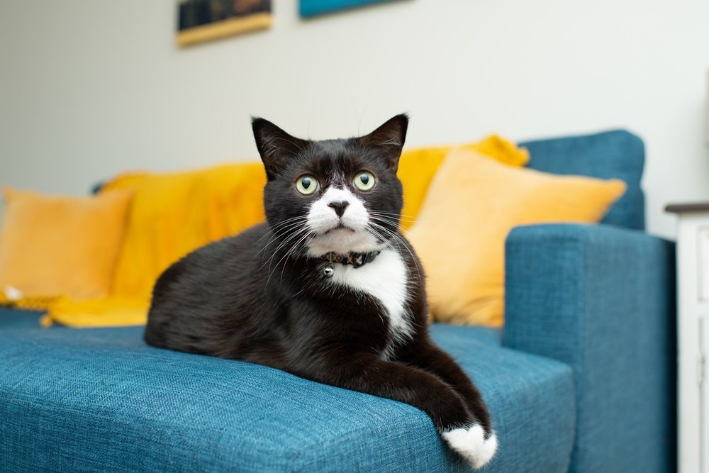 Un gato esmoquin con patas blancas se sienta en un sofá azul.