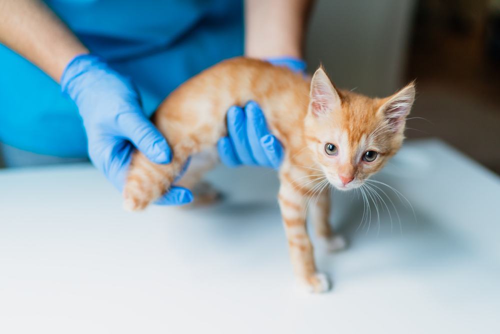 Un veterinario examina la extremidad residual de un gatito naranja de tres patas.