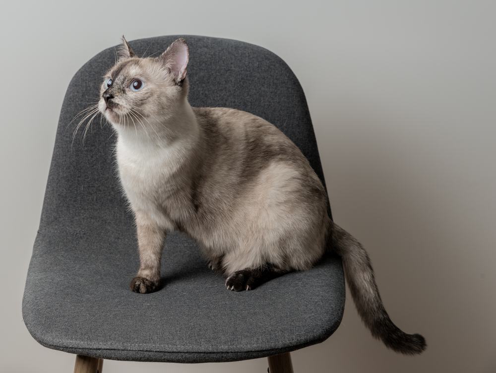 Un gato blanco y gris al que le falta una pata delantera se sienta en una silla.