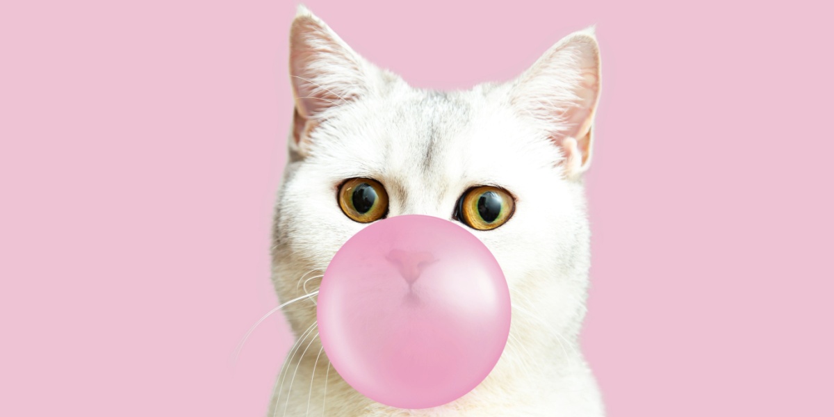 Un gato blanco sobre un fondo rosa, editado para que parezca estar soplando chicle.