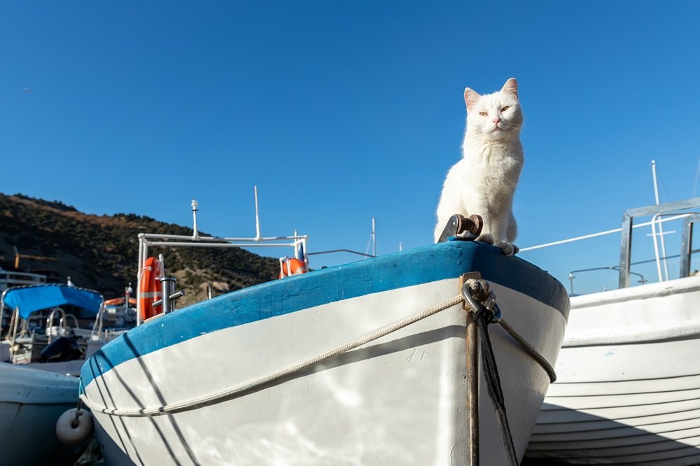 Un gato blanco se sienta en la parte delantera de un barco.