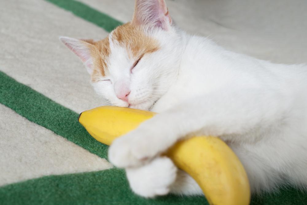 Un gato naranja y blanco duerme sosteniendo un plátano.