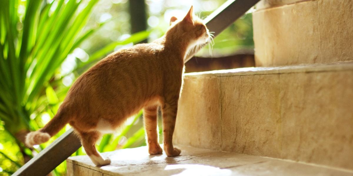 Un gato naranja al que le falta una pata trasera sube unas escaleras.