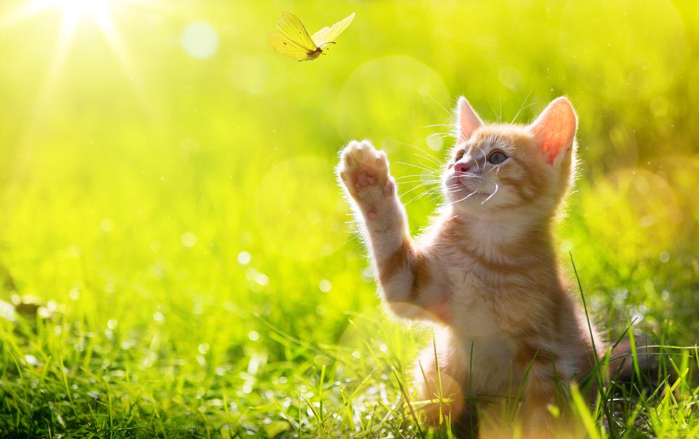 Un gatito naranja se estira hacia una mariposa.